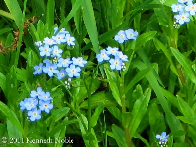 water forget-me-not (Myosotis scorpioides) Kenneth Noble